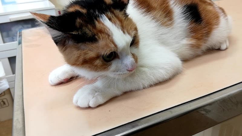 ほしの動物病院の写真