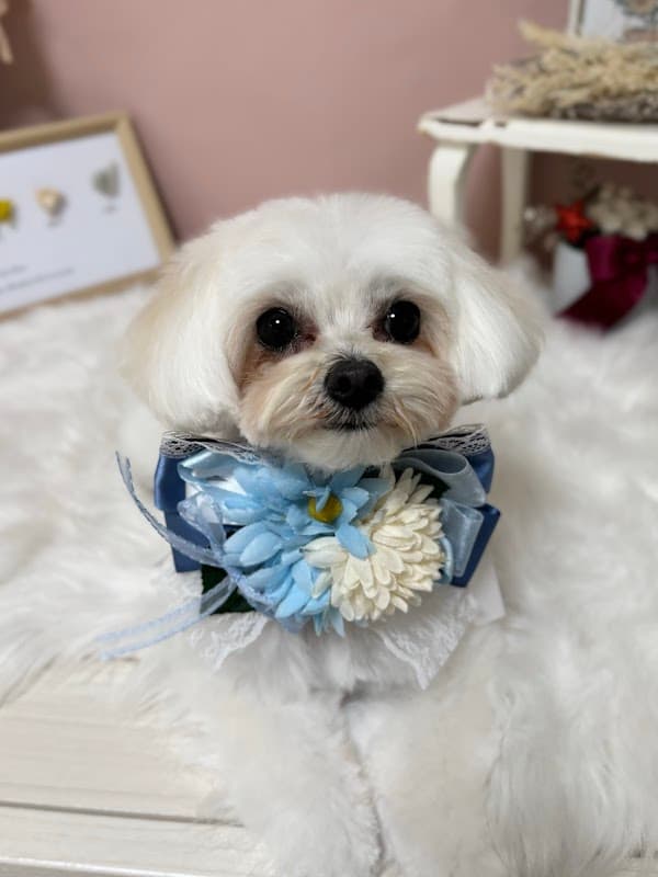 Dogsalon Cherirの写真