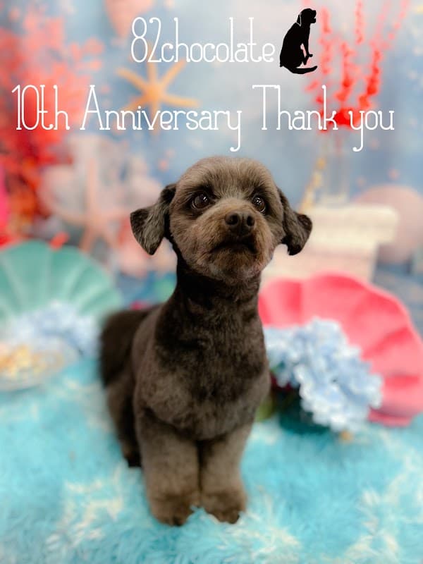 Dogsalon82chocolate & Dog School U.L.Nの写真