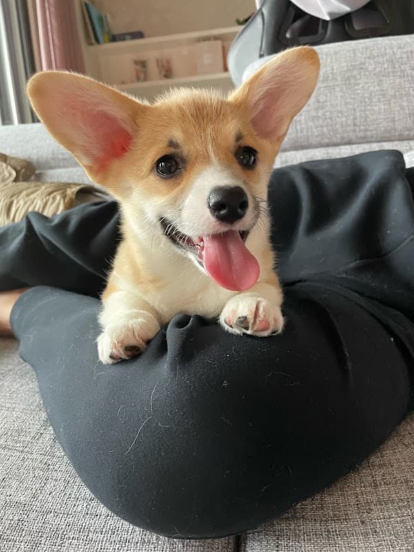 WELL CANINE SERVICE ペット預かり・子犬販売の写真