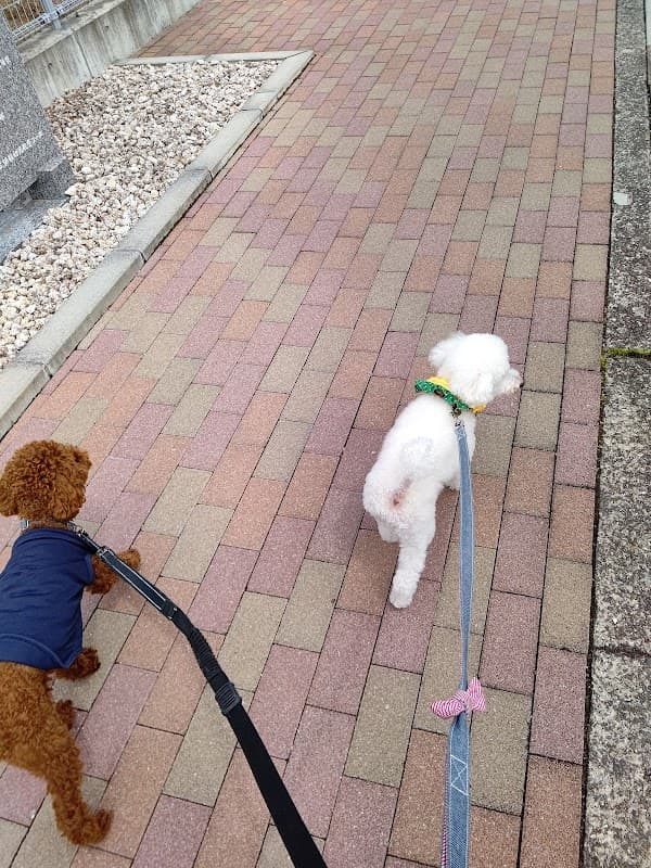 犬のさんぱつやさんの写真