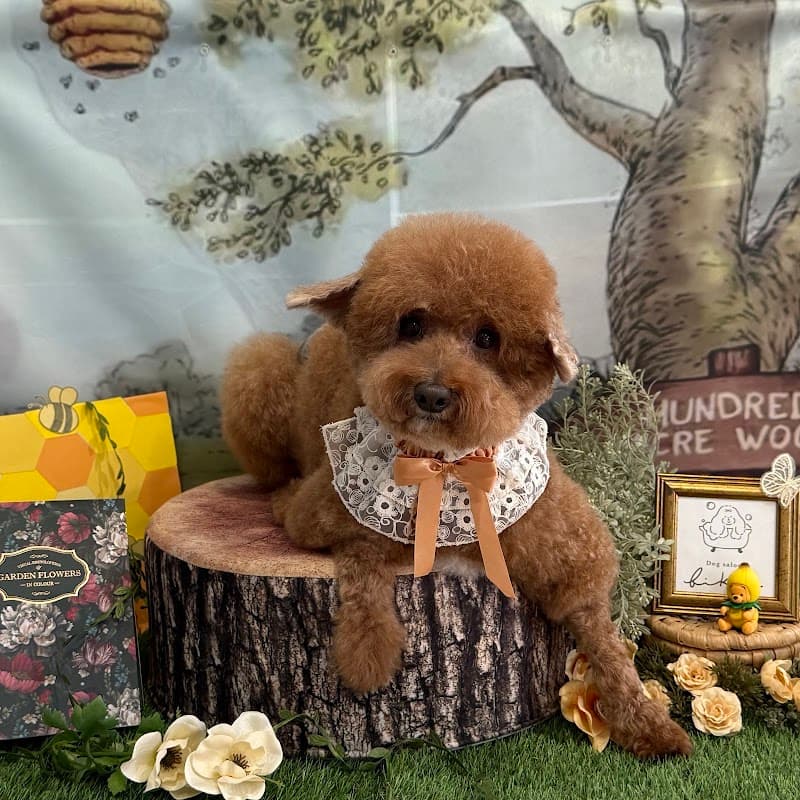 Dog salon bikkeの写真