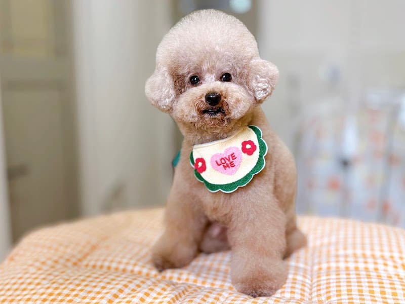 PETSALON TAN2(ペットサロンたんたん)の写真