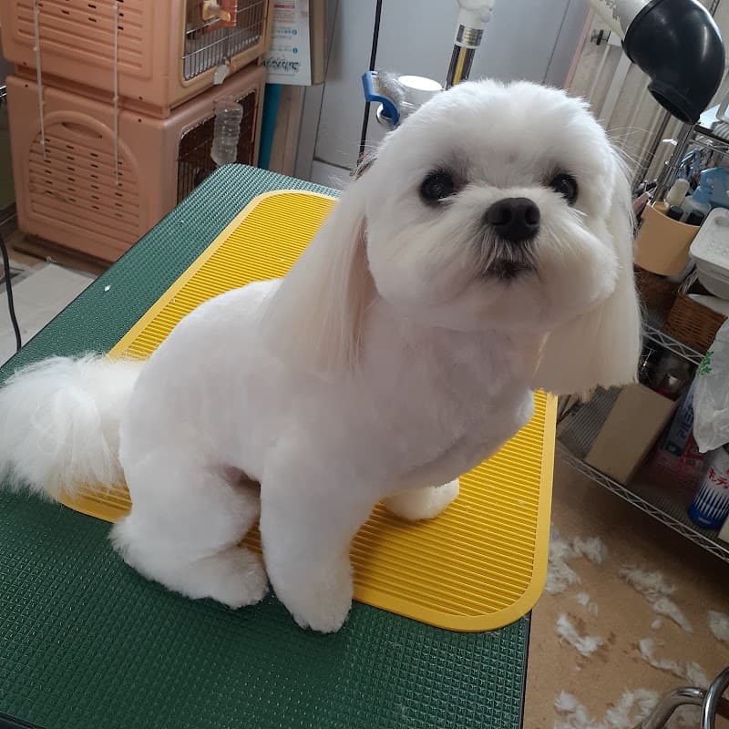 スーパーポチの写真