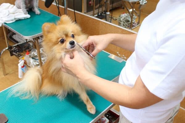 ドッグサロン犬健の写真