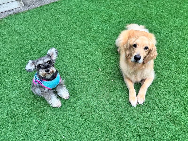 犬のトータルケアきずなの写真