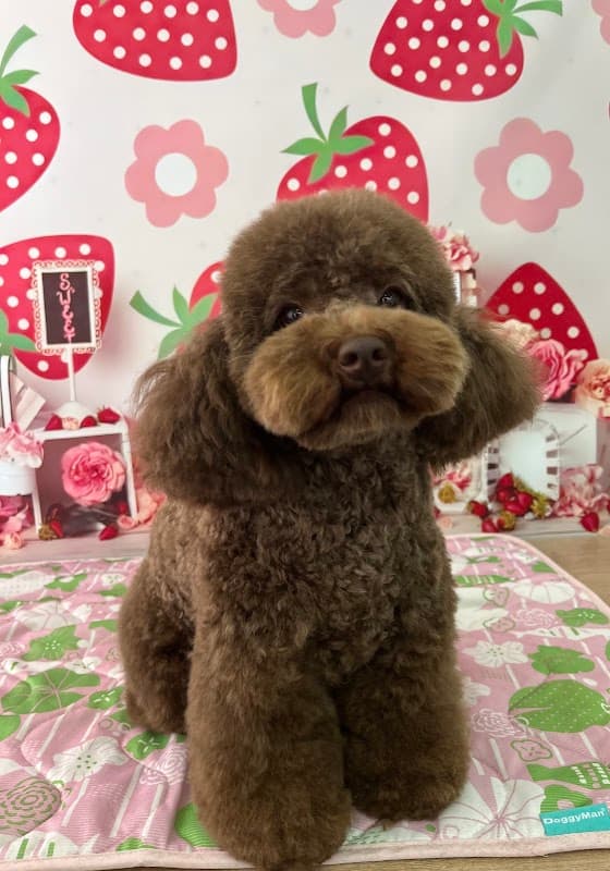 トリミングサロンcocorocoの写真
