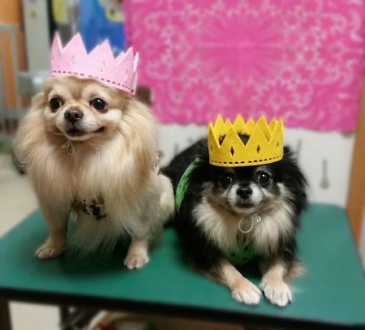 トリミングサロンpeachの写真3