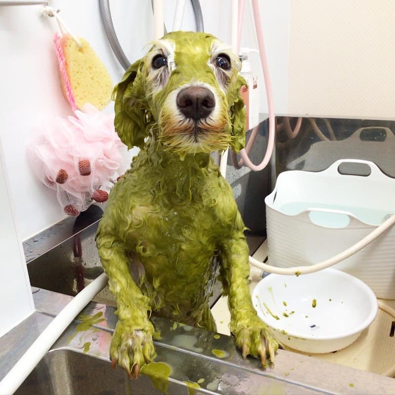 トリミングサロン ZUTTO DOG (ズットドッグ)の写真