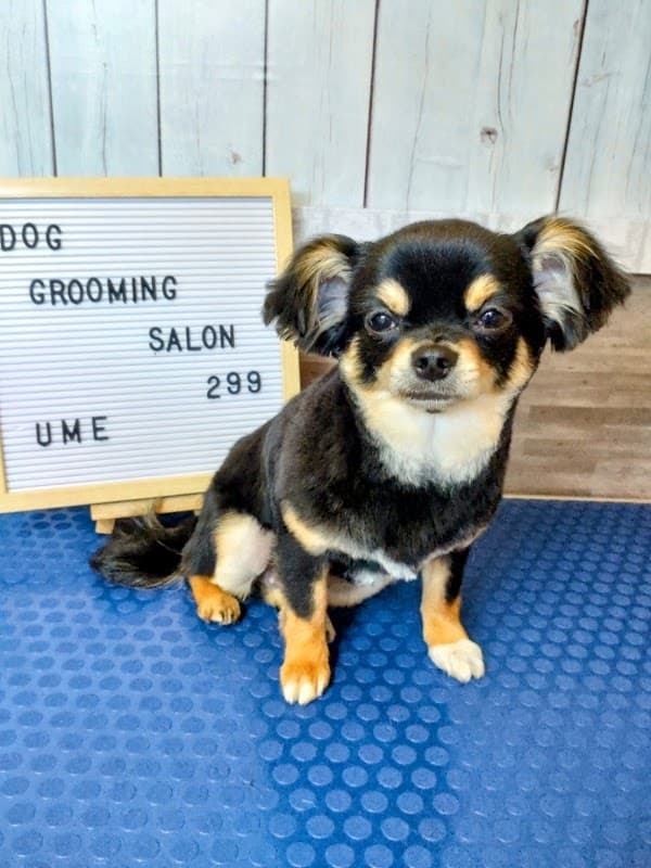 DOG GROOMING SALON 299の写真