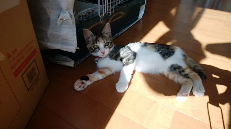 石田動物病院の写真