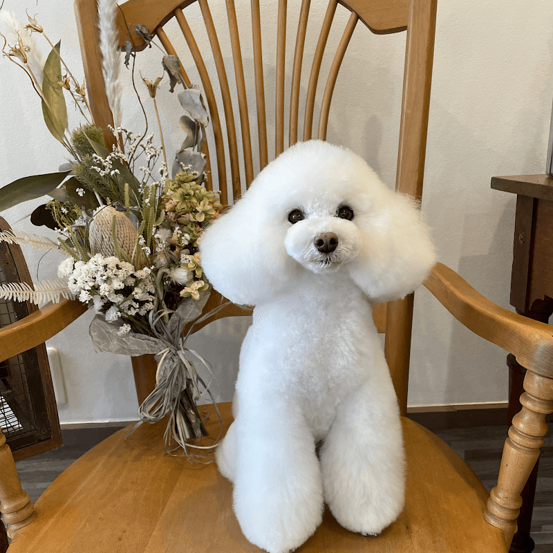 trimming salon macherieの写真