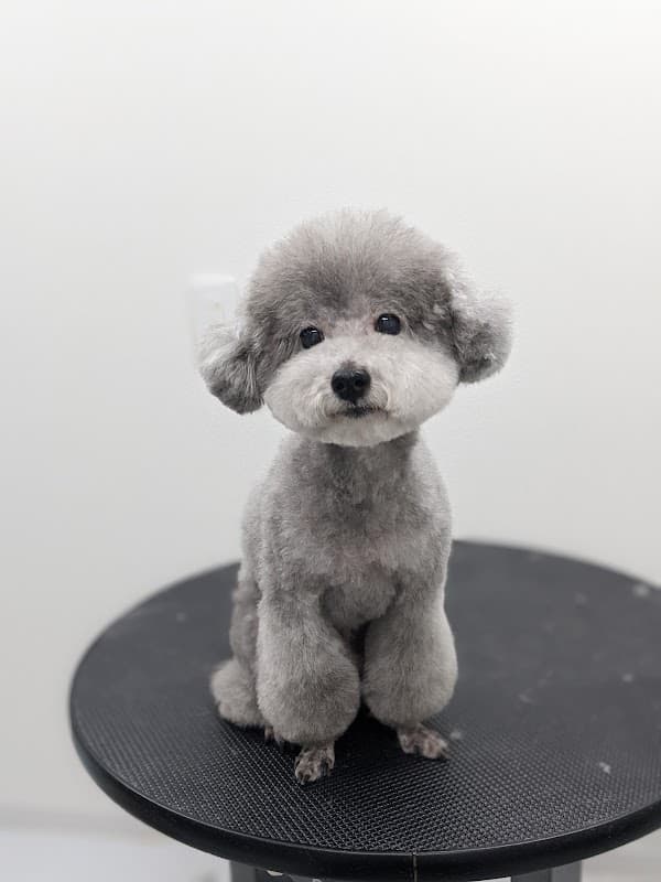 P-dog(ピードッグ)の写真