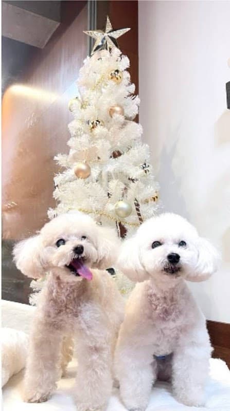 Dogsalon Lelien ドッグサロンルリアンの写真