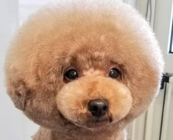 Dog salon coconeの写真
