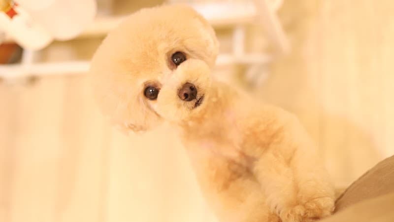 福岡 ドッグサロン ピスタチオの写真