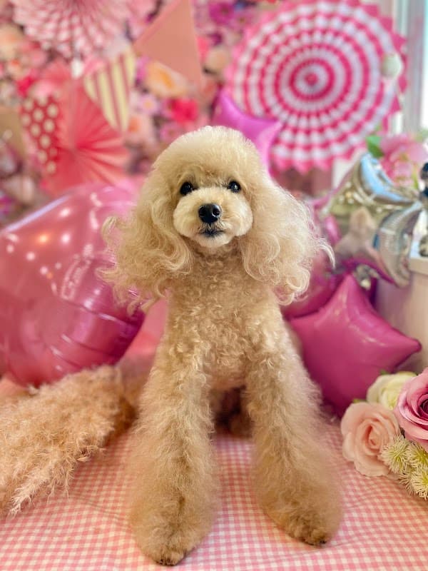 トリミングサロン BERRYDOGの写真