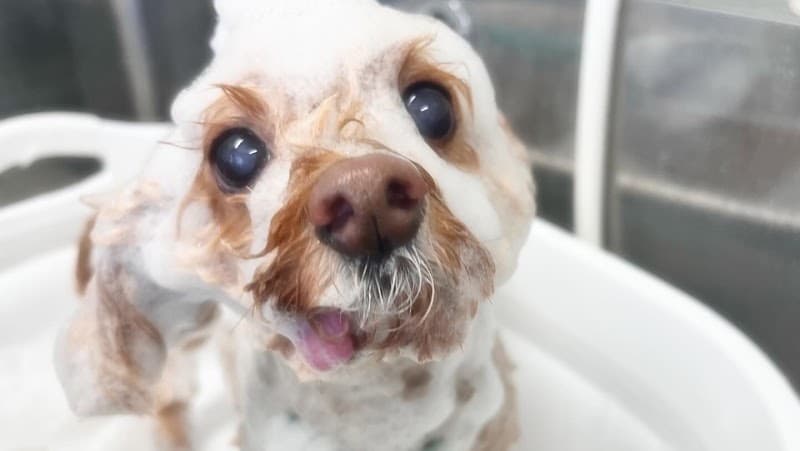 Dogsalon chillの写真