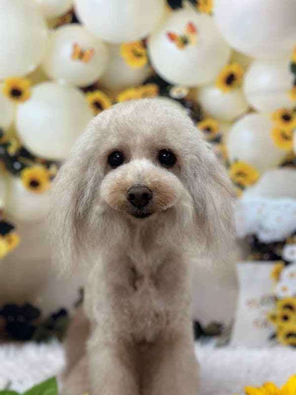 Dogsalonレーヴの写真