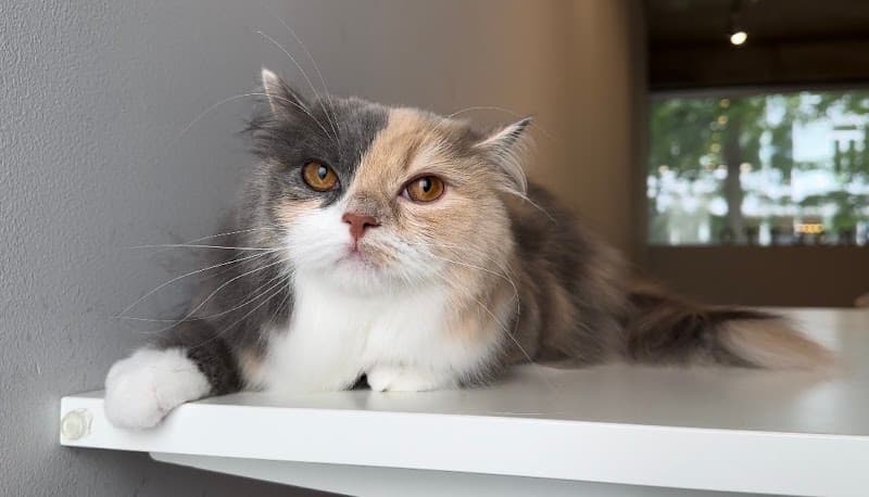 猫専門シャンプーサロン ORSETTOの写真