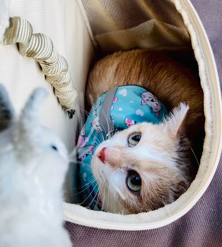 あけぼの動物病院の写真