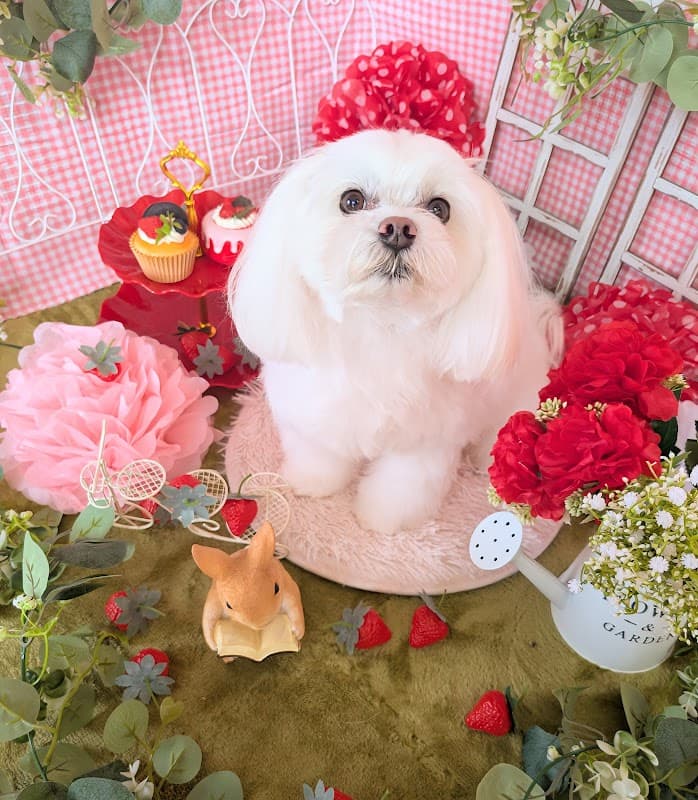 ペットサロン PetitAngeの写真
