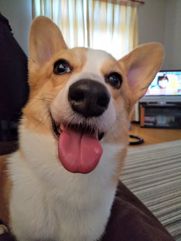 フラッグテールギフの写真