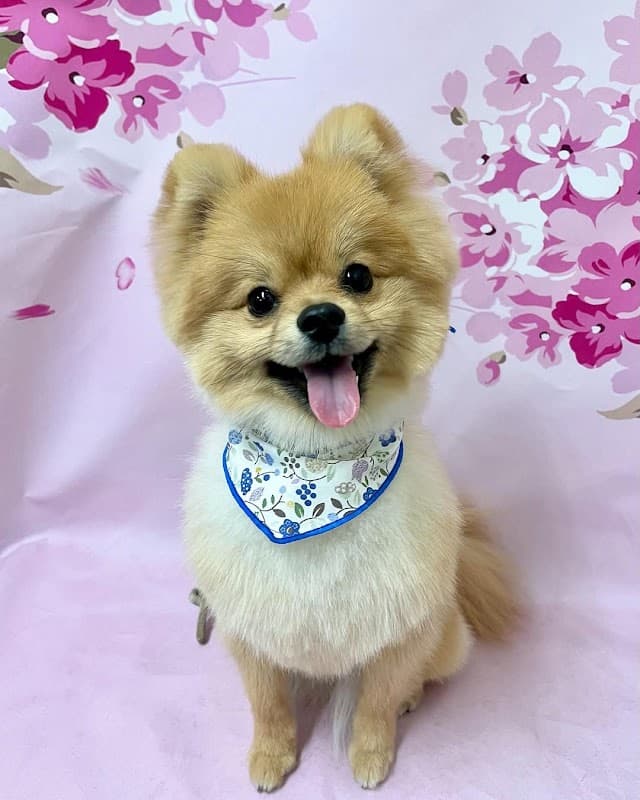 トリミングサロン ペットプラザ港北ニュータウン店 センター北の写真1