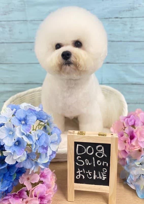 ドッグサロンおさんぽの写真
