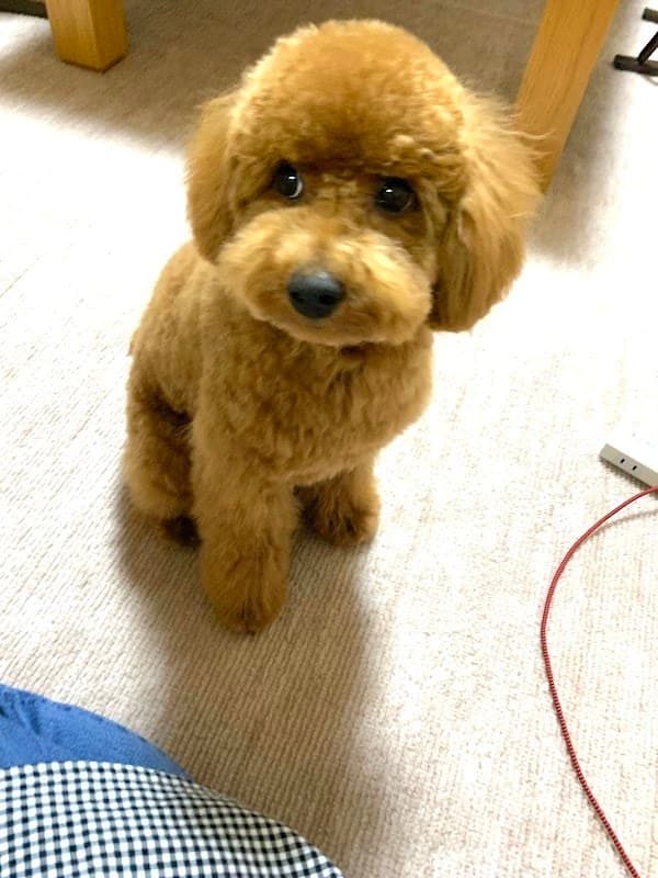 愛犬美容室&ホテルPUAの写真1