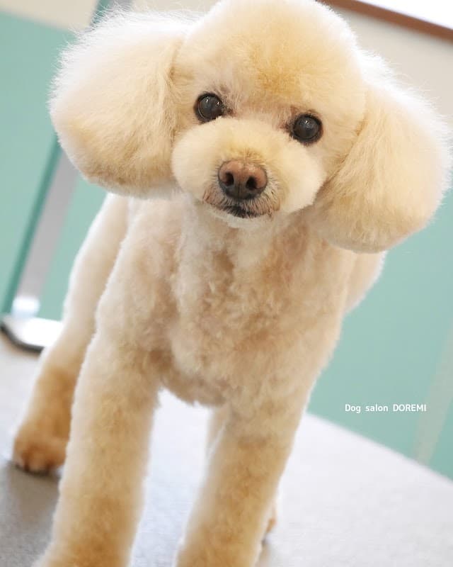 Dog salon DOREMIの写真