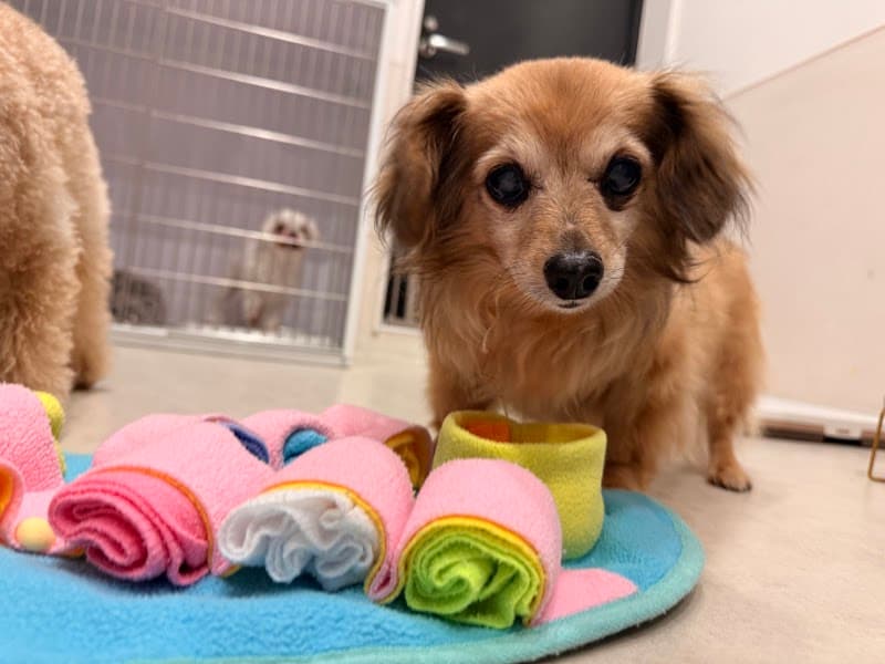 pets.ginzaの写真1