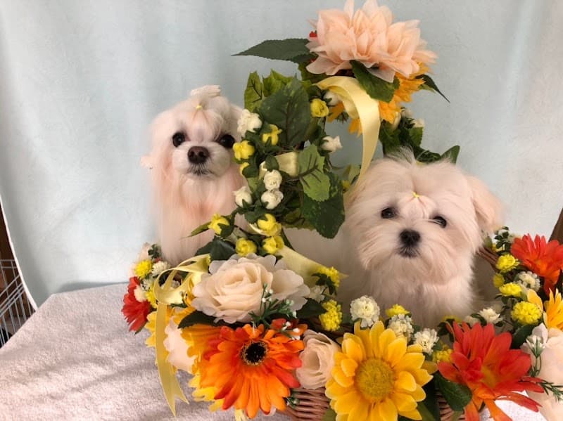 犬の美容室 くくうの写真