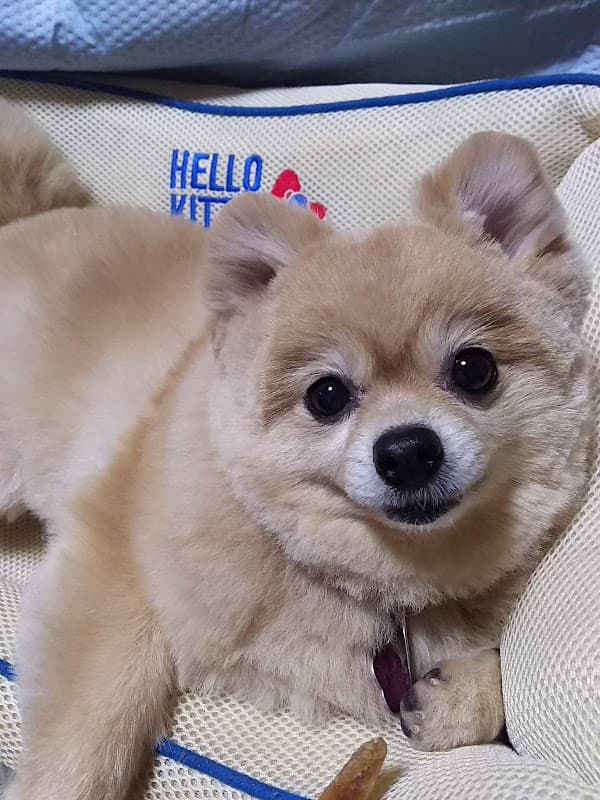 ドッグサロン カーネの写真2