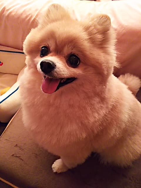 ドッグサロン カーネの写真3