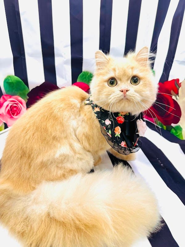 猫専門サロンCATSALON Mewty (キャットサロン ミューティー)の写真1