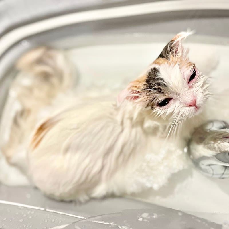 猫専門サロンCATSALON Mewty (キャットサロン ミューティー)の写真2