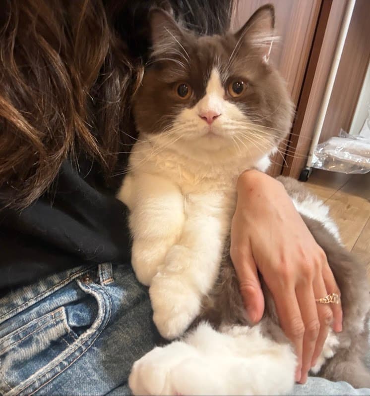 猫専門サロンCATSALON Mewty (キャットサロン ミューティー)の写真3