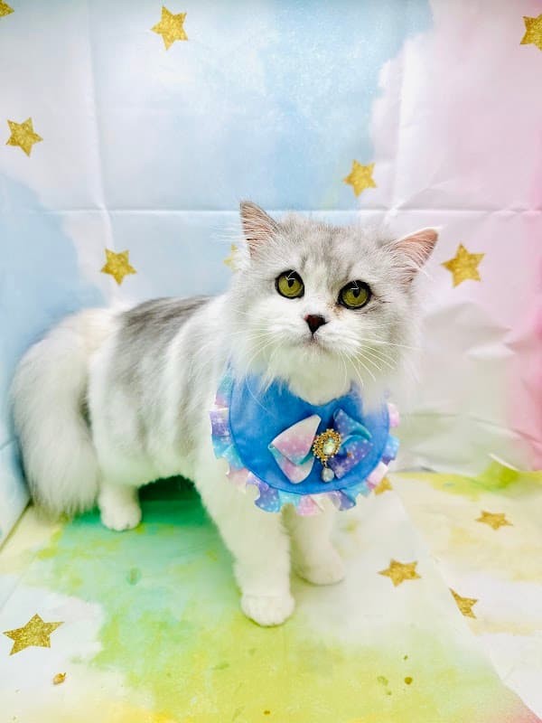 猫専門サロンCATSALON Mewty (キャットサロン ミューティー)の写真4