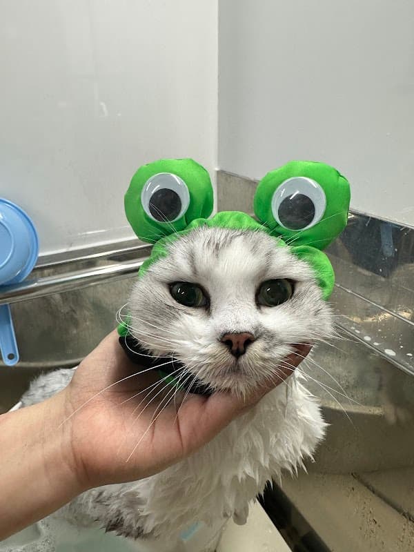 猫専門サロンCATSALON Mewty (キャットサロン ミューティー)の写真5