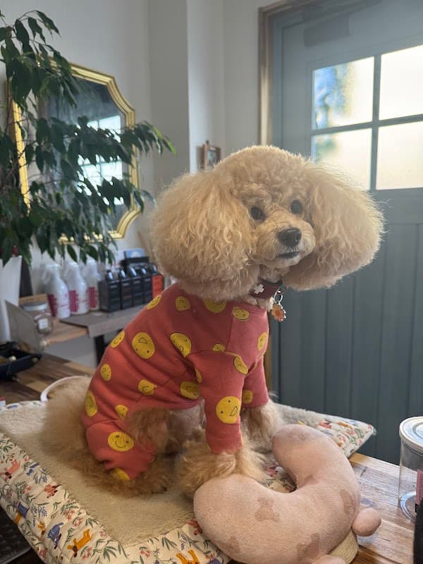 Chou Chou Pet Salonの写真