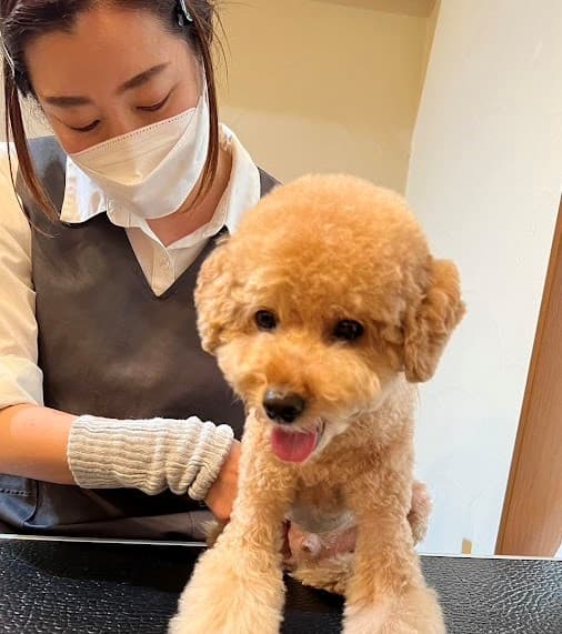 犬の整体とケアの店歩くいぬの写真