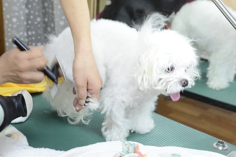 トリミングルーム ワンの写真1