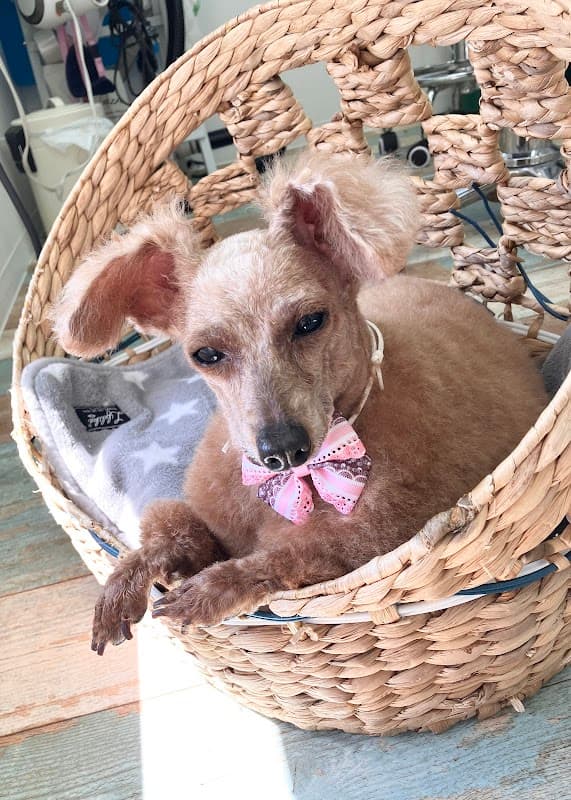 PET SALON NICOLEの写真