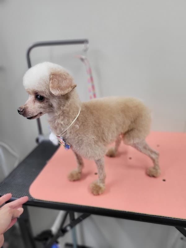 Dog Salon COVO(ドッグサロンコーヴォ)の写真