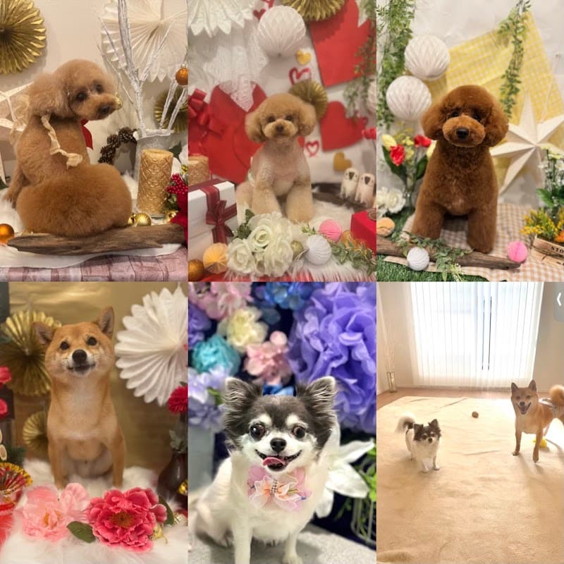 dogsalon ECLAT(エクラ)の写真1