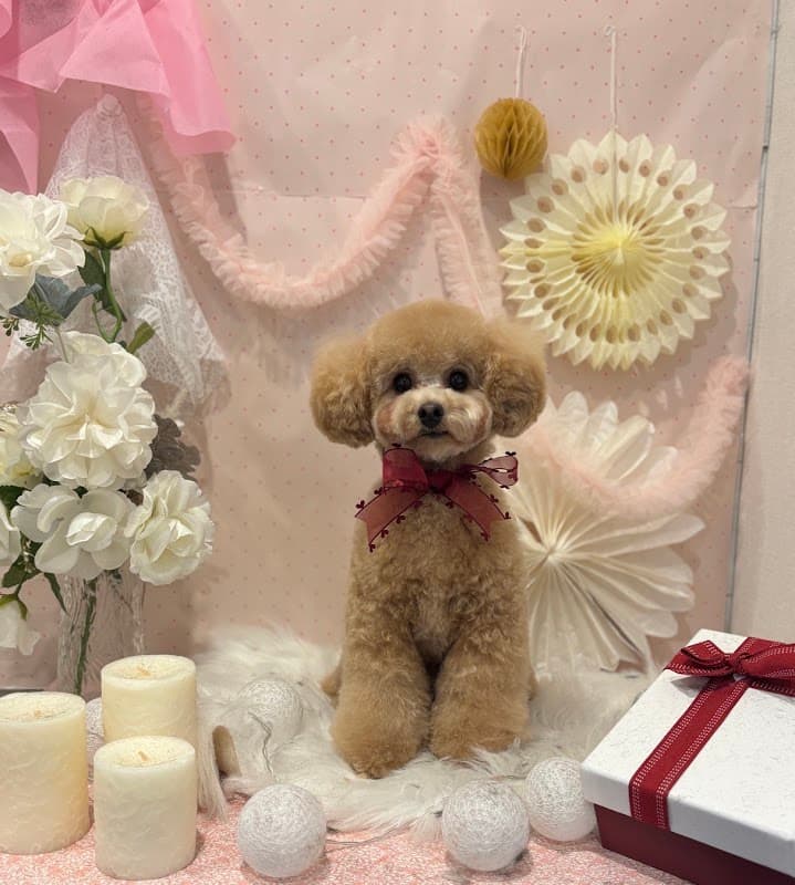 dogsalon ECLAT(エクラ)の写真2
