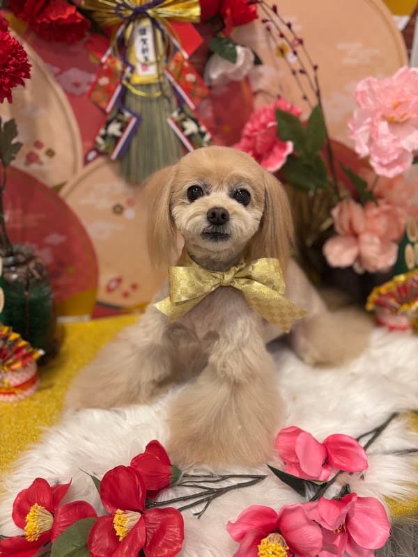 dogsalon ECLAT(エクラ)の写真3