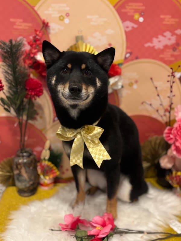 dogsalon ECLAT(エクラ)の写真4