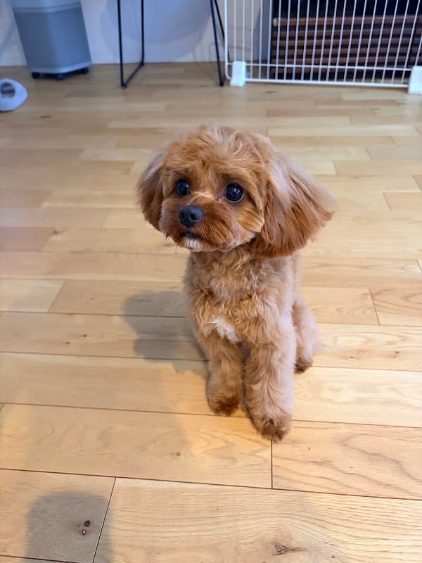 dogsalon ECLAT(エクラ)の写真5